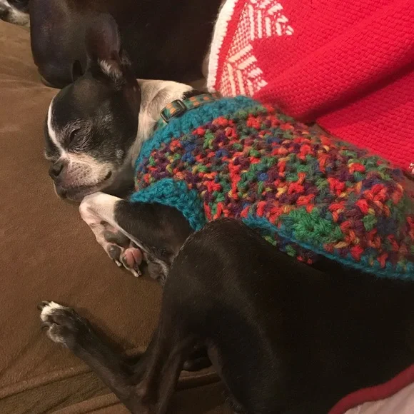 Handmade Colorful Crocheted Dog Sweater - Picture 5 of 6